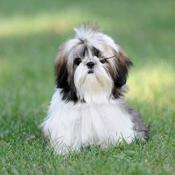 Herbal Products Should Be a Cornerstone of Animal Care